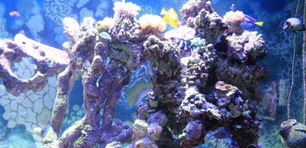 Miami Seaquarium, el privilegio de disfrutar de cerca la vida marina